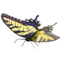 Tiger Swallowtail 