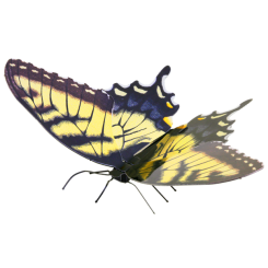 Tiger Swallowtail 