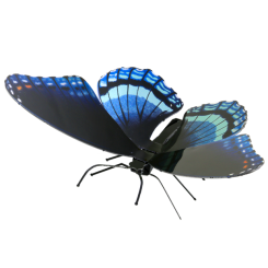 Red Spotted Purple 