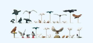 Tauben, Möwen, Krähen und Rau 