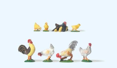 2 Hähne, 2 Hühner, Gluckhenne 