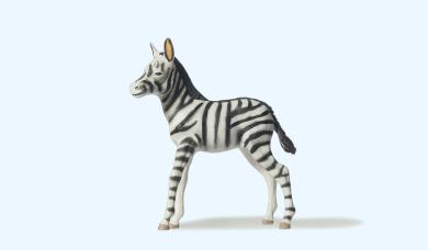 Zebrafohlen 