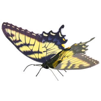 Tiger Swallowtail 