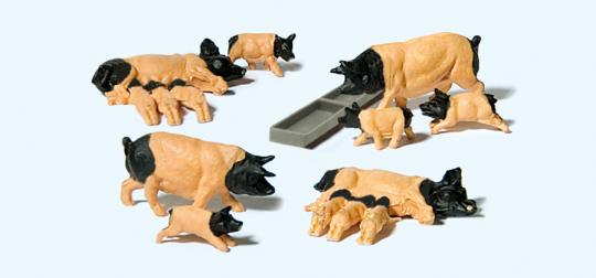 Schwäbisch Hällische Schweine 