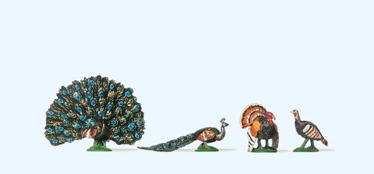 Truthahn, Pfau 