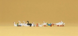 Enten, Gänse und Schwäne 