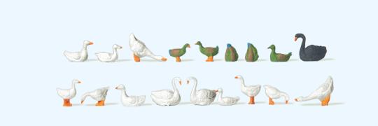 Enten, Gänse und Schwäne 