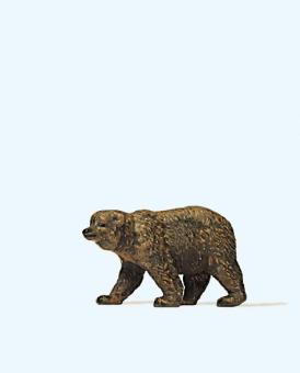 Braunbär 