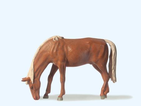 Pferd weidend 