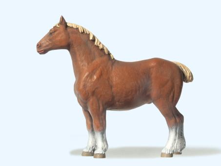 Pferd belgisch 